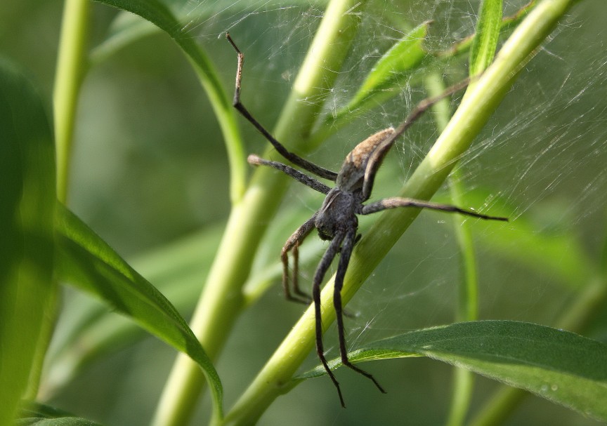 Pisaura sp.